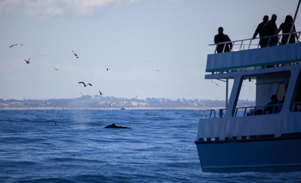 Whale Watching Boat Returns Safely