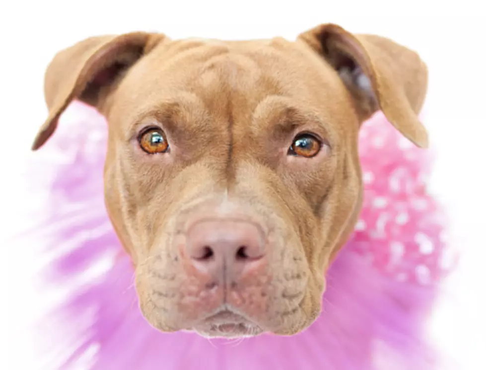Pit Bull Owners Parade To Show Support