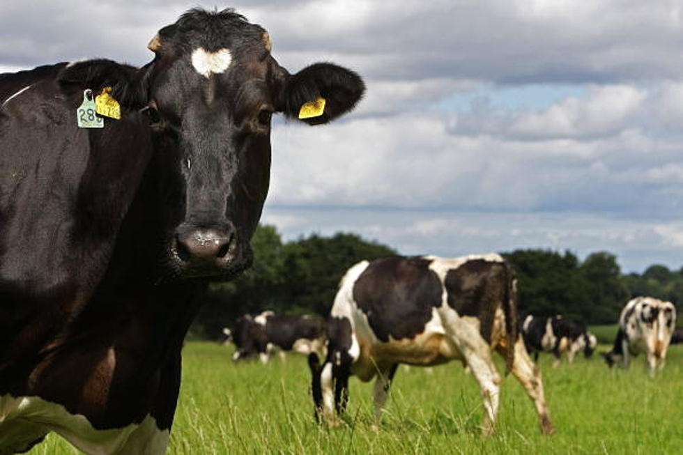 Dartmouth Police Warn Drivers of Lost Cow on Roads