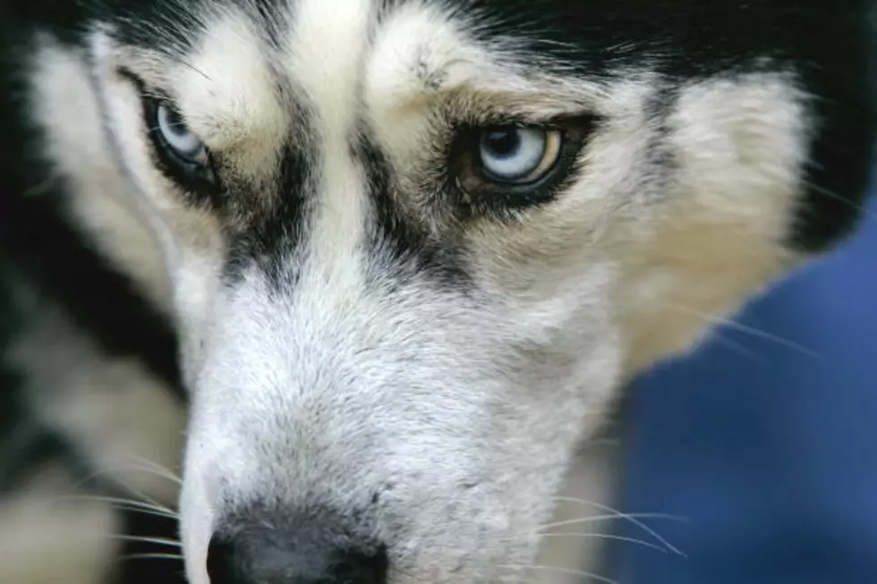 Therapy Dog Expelled