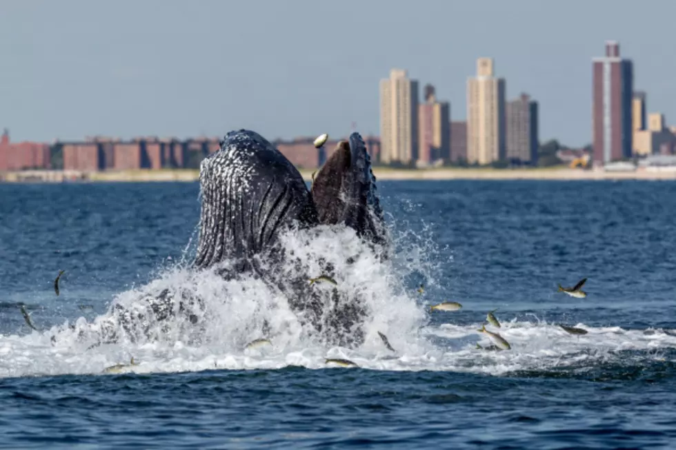 NOAA Proposes Removal Of Most Humpback Whale Populations From Endangered Species List