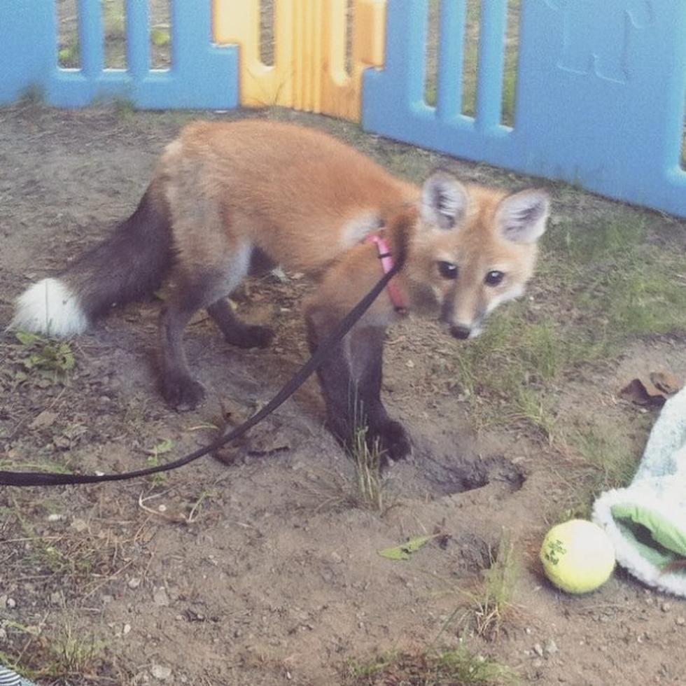 Piper the Fox at Buttonwood Park Zoo