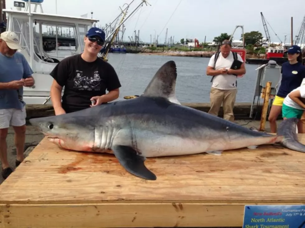Shark Tournament in New Bedford Off to Big Start