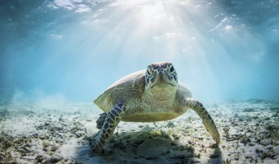 Straw Pulled from Turtle&#8217;s Nose [VIDEO]