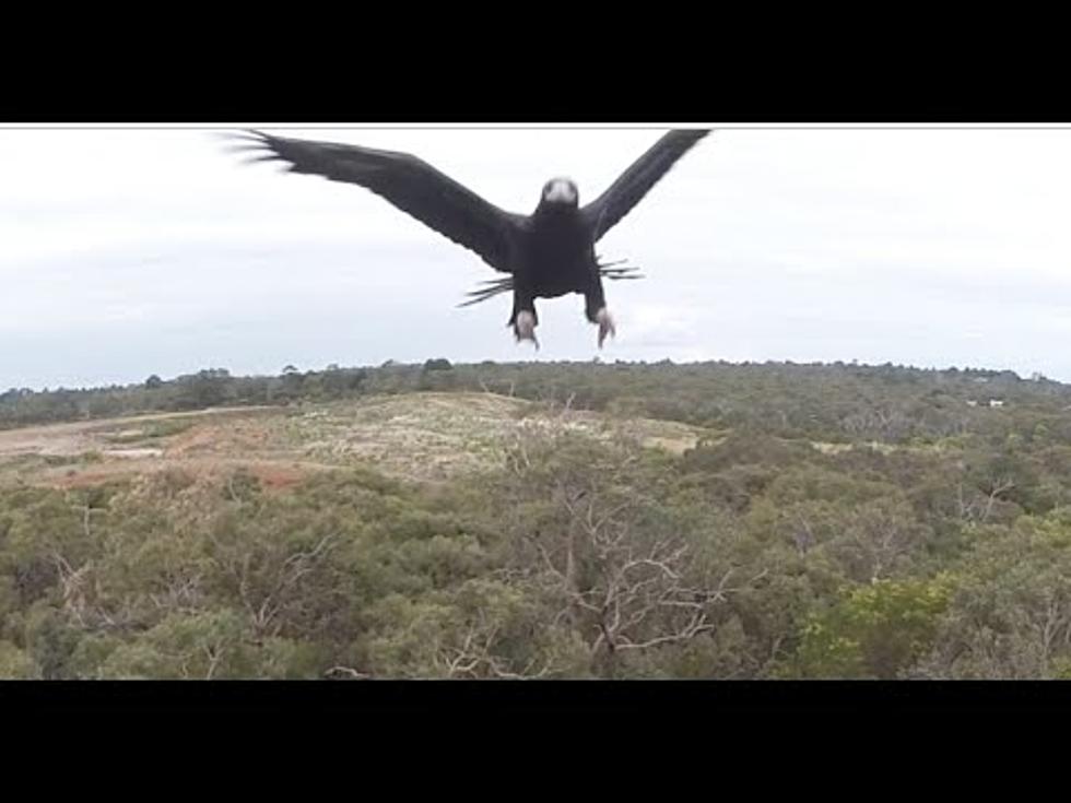 Eagle Attacks Drone [VIDEO]