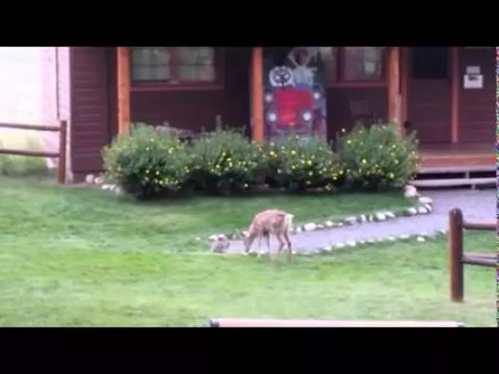 Adorable Bambi & Thumper [VIDEO]