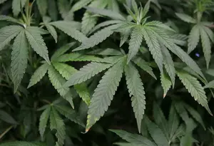 OPINION|Mike Hardman: Caution on Marijuana Legislation