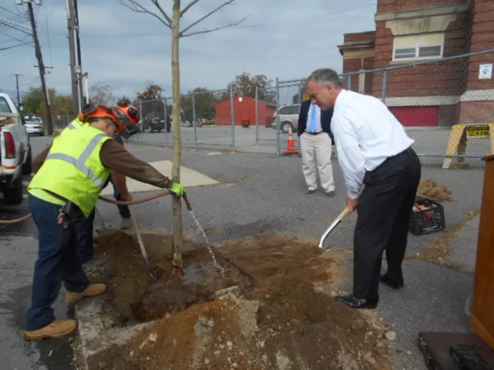 New Bedford Continues Mission To Plant Trees