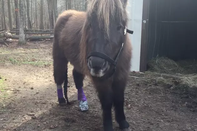 Visit to Max&#8217;s Barn [VIDEO]