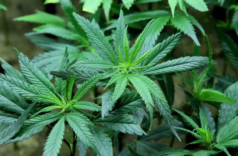 Westport Senator Examines Legalized Marijuana In Colorado [POLL]