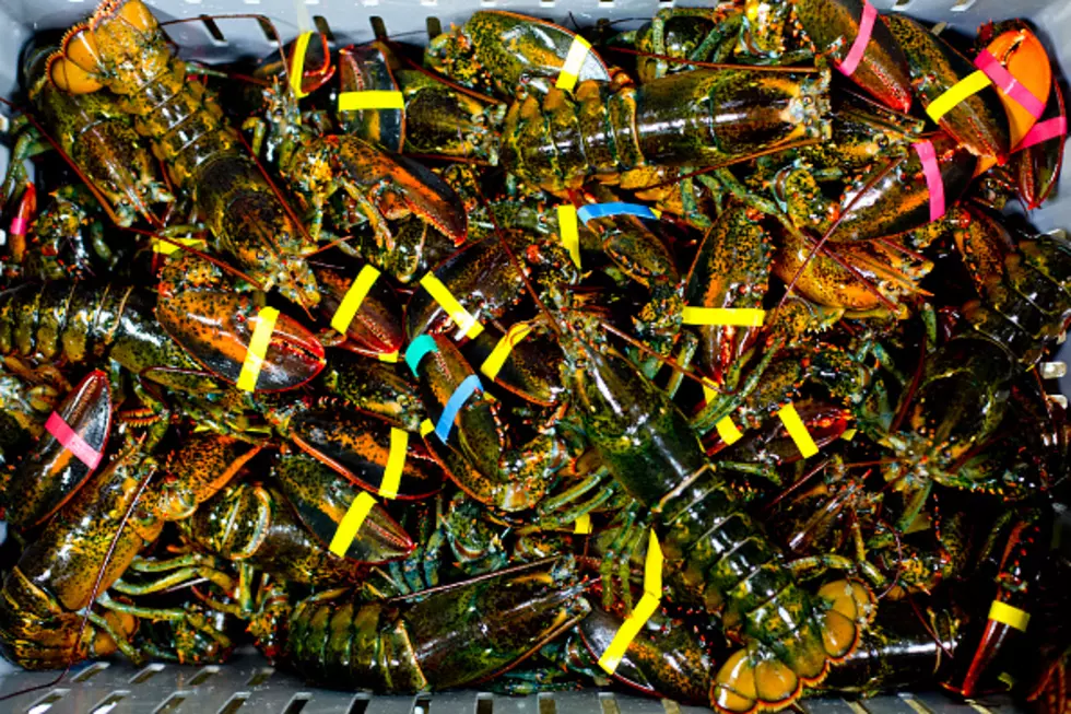 Southern New England Sees Fewer Lobsters, More Regulation