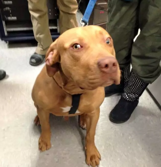 UMass Dartmouth Police Look For Owners Of Lost Dog