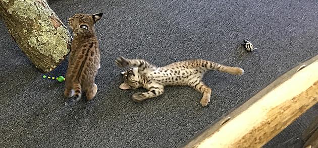 Bobcat Kittens Welcomed, Named by Buttonwood Park Zoo Community