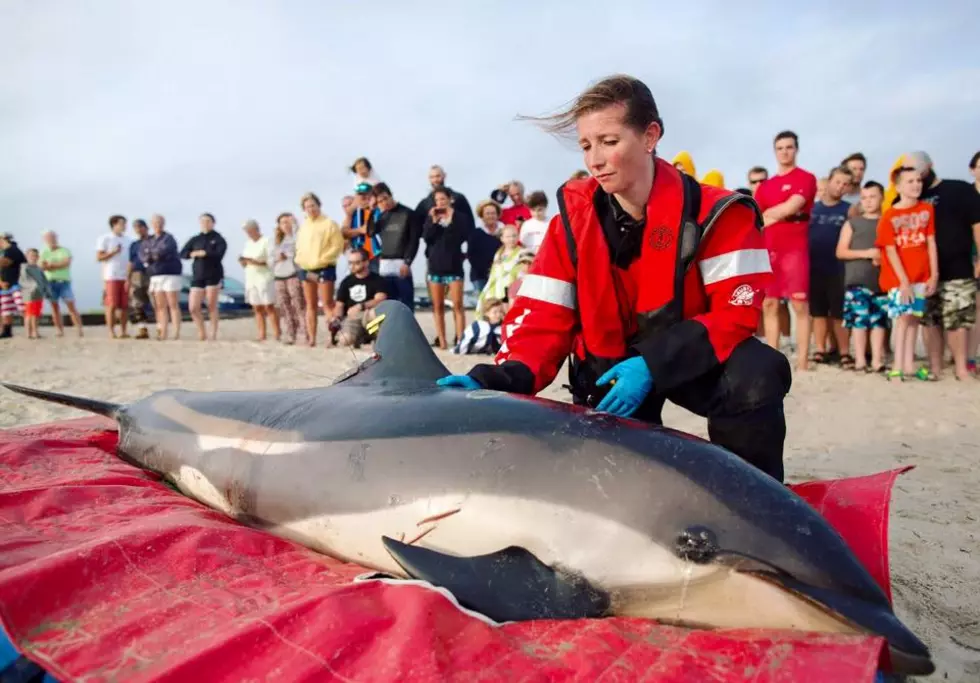 Stranded Dolphins Rescued on Cape Cod This Weekend