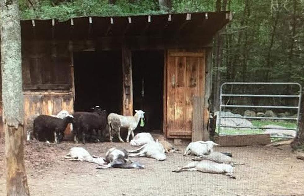 Abused Westport Animals Being Relocated