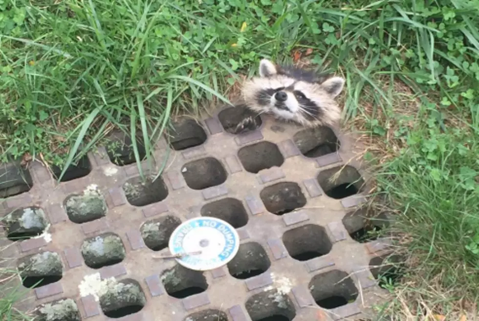 Adorable Raccoon Rescued From Sewer Drain