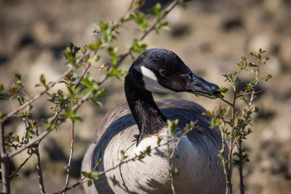 New Bedford Police: Charges Forthcoming in Killing of Canada Goose