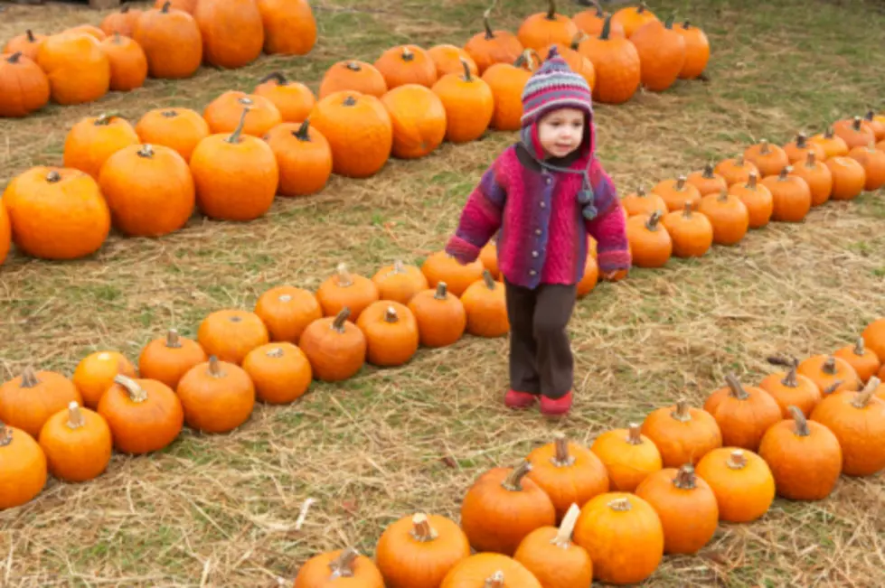 The 8th Annual Great Pumpkin Festival at Silverbook Farm