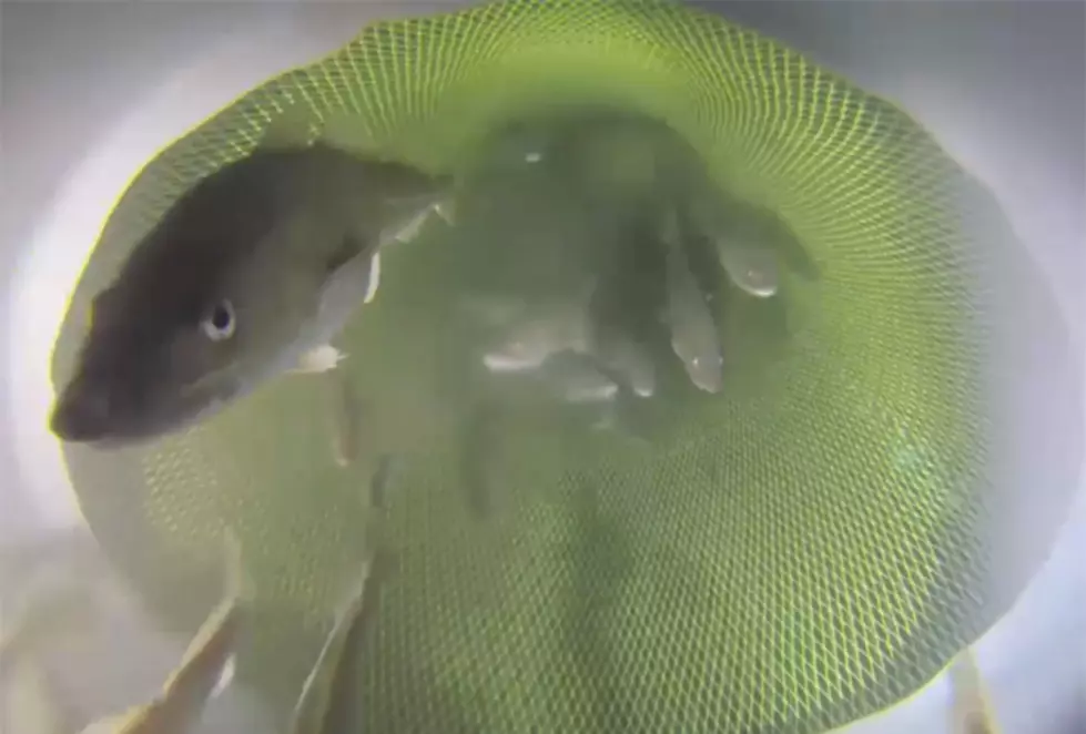 SMAST Fish Surveillance