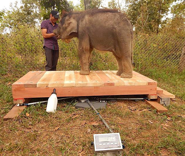 Buttonwood Zoo Donates Digital Scale for Elephants in Vietnam