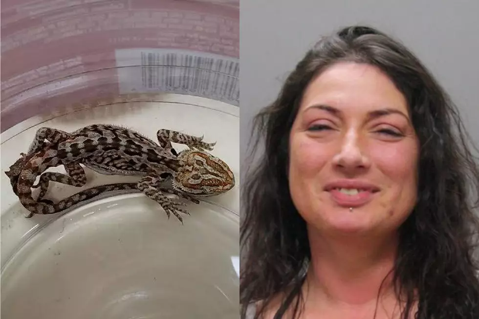 Woman Had Lizard Stuffed in Bra After Drunk Driving Crash in Taunton