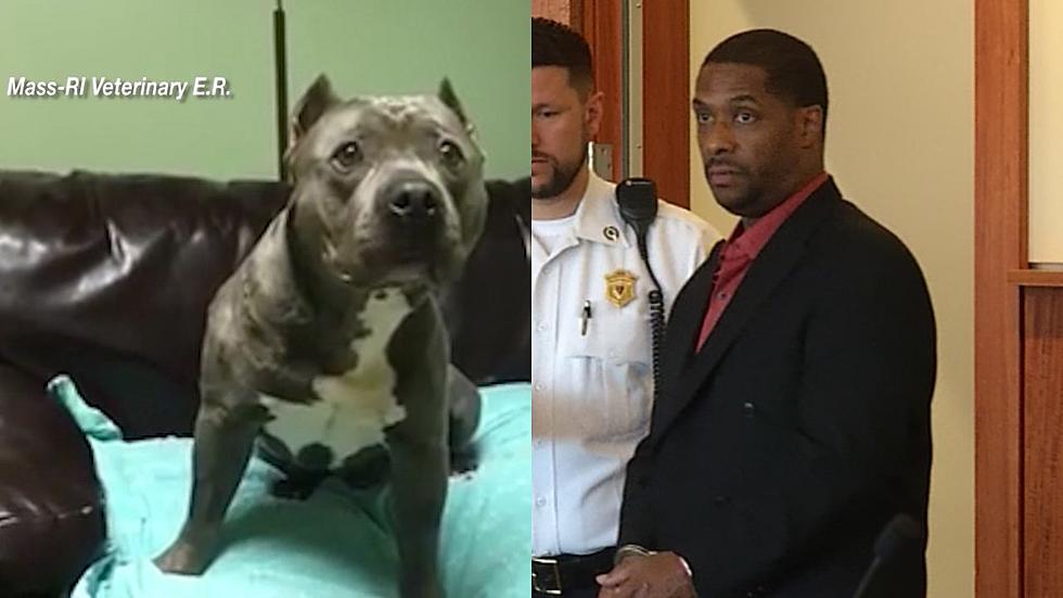 Convicted Dog Stabber Will Be Released from Jail