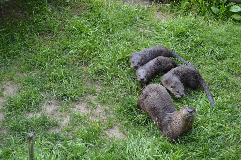 Buttonwood Park Zoo Announces Names of Baby Otters