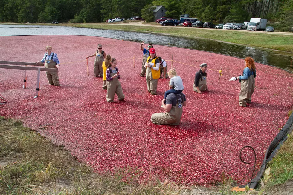 14th Annual Cranberry Harvest Celebration