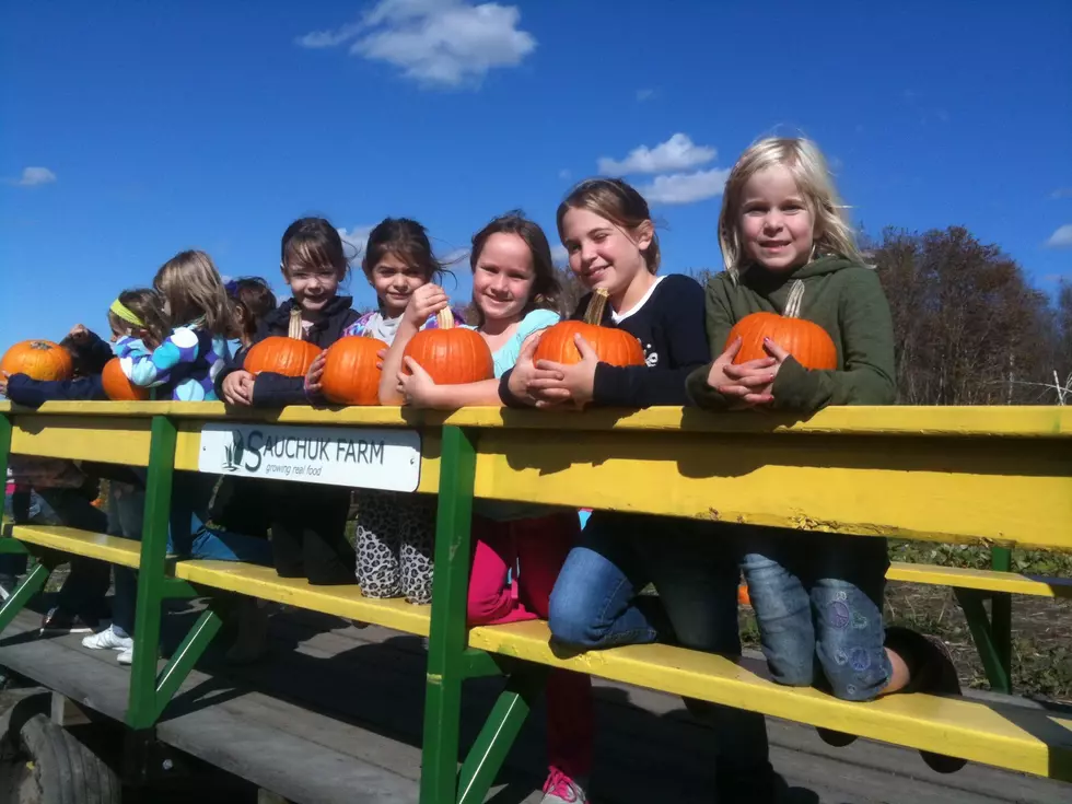 Road Trip Worthy: Sauchuk’s Corn Maze and Pumpkin Patch