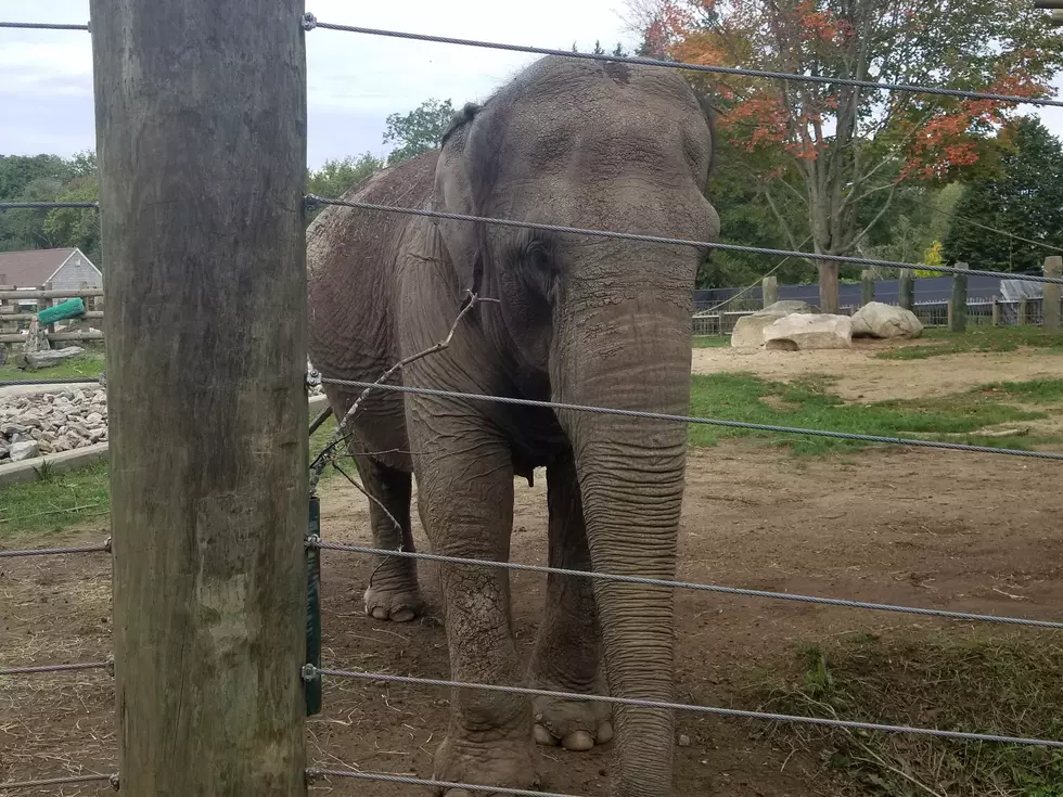 New Bedford Buttonwood Park Zoo’s Very Relatable Video of Emily the Elephant Is All of Us