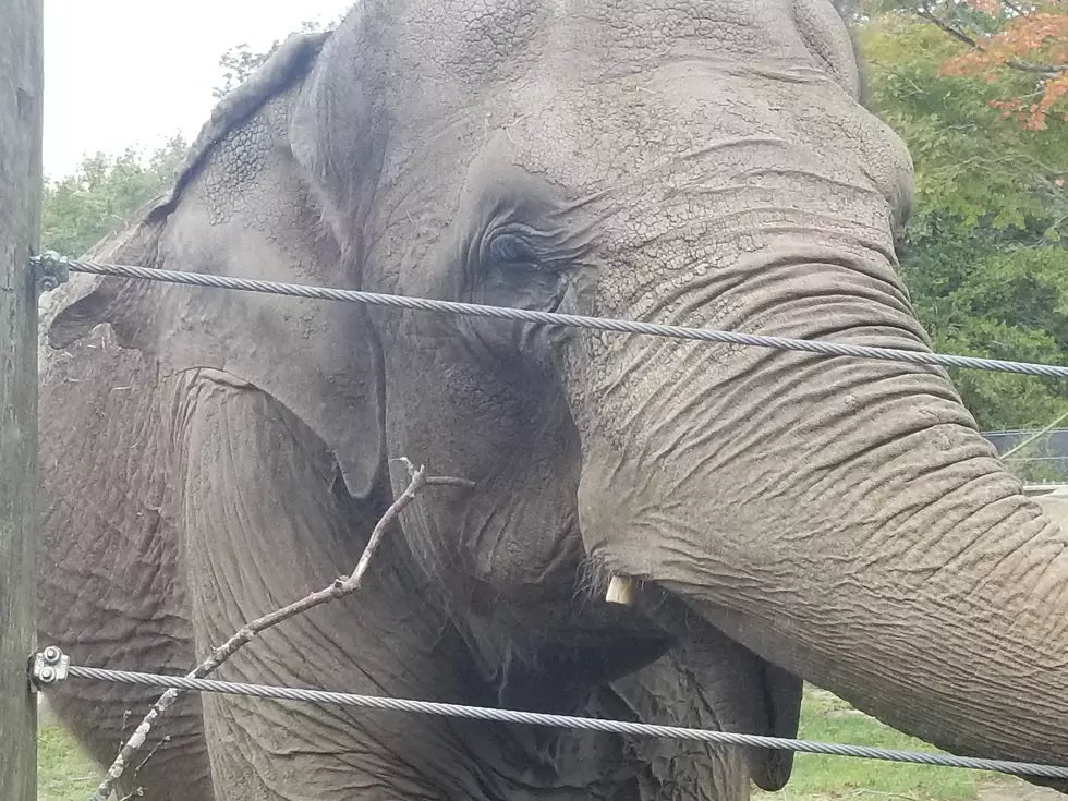 Elephant Organization Files Lawsuit Against City of New Bedford [VIDEO]