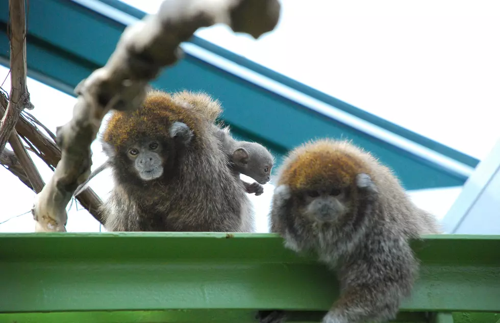 Buttonwood Park Zoo Achieves Esteemed AZA Accreditation