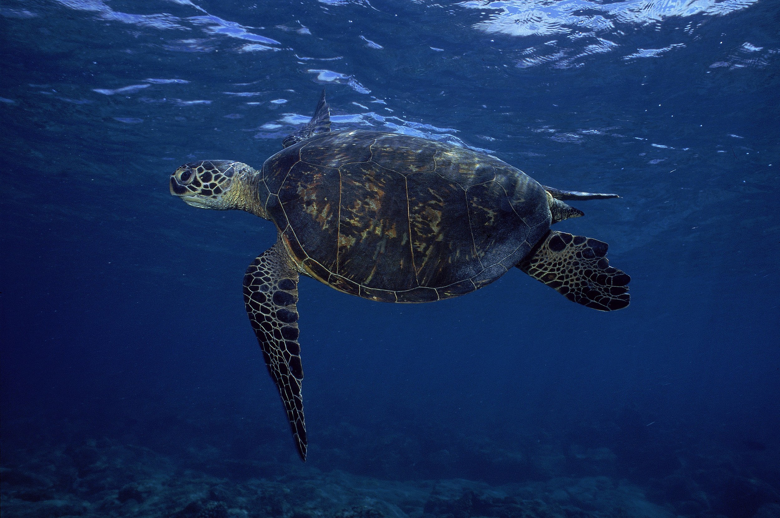 Video of a turtle having a drinking straw pulled from its nose in Costa  Rica