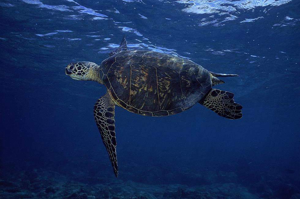 Sea Turtle Rescued