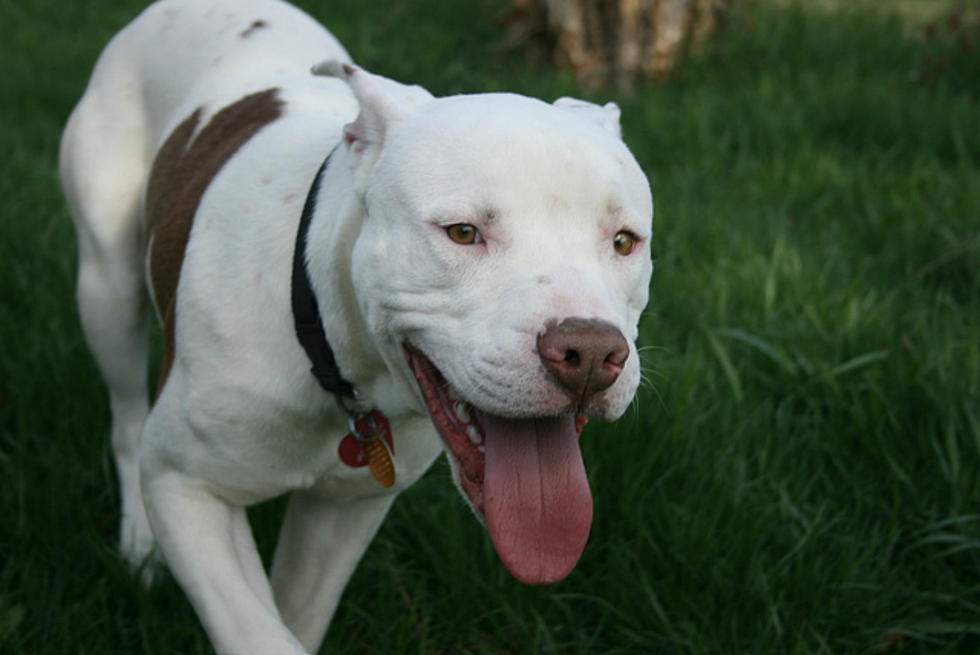 ACO: Banning Pit Bulls Not the Answer