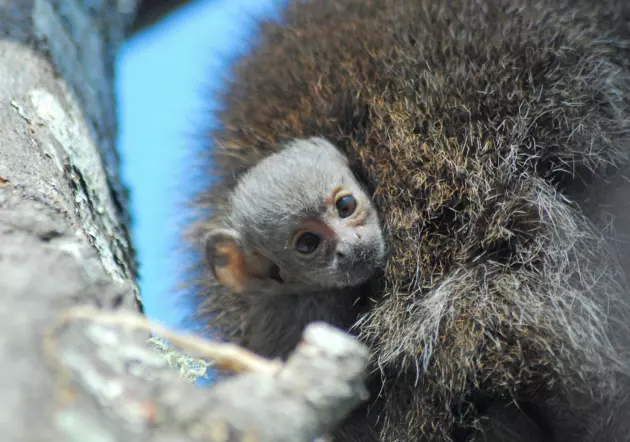 Baby Monkey Born at Buttonwood Park Zoo