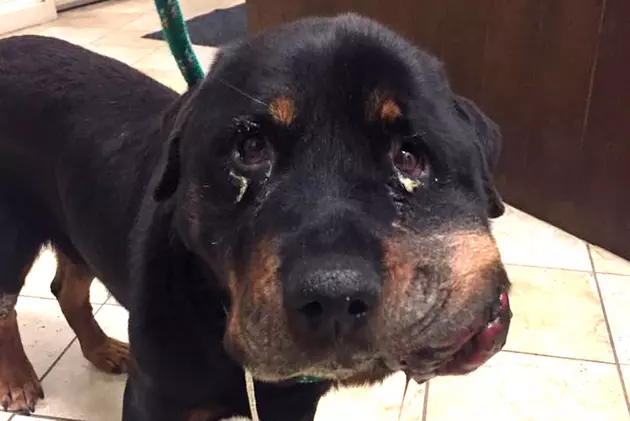 Wareham Officials Searching for Owner of Abused and Abandoned Dog