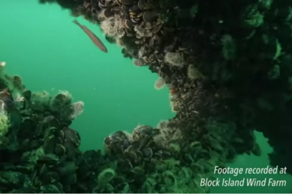 Video Footage Shows Vibrant Marine Life Around Offshore Wind Farm