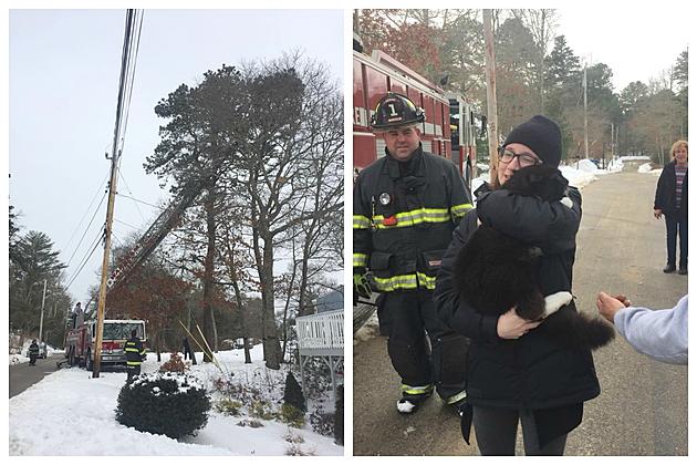 Wareham Cat Rescued After Four Days Stuck in 60-Foot Tree