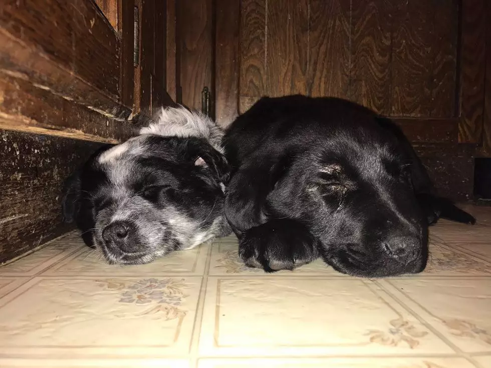 Mother, Daughter Surprise Each Other With Valentine&#8217;s Day Puppies