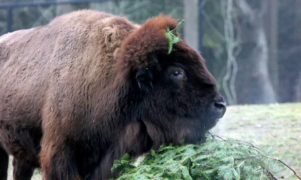 Buttonwood Park Zoo Mourns the Death of Grace the Bison