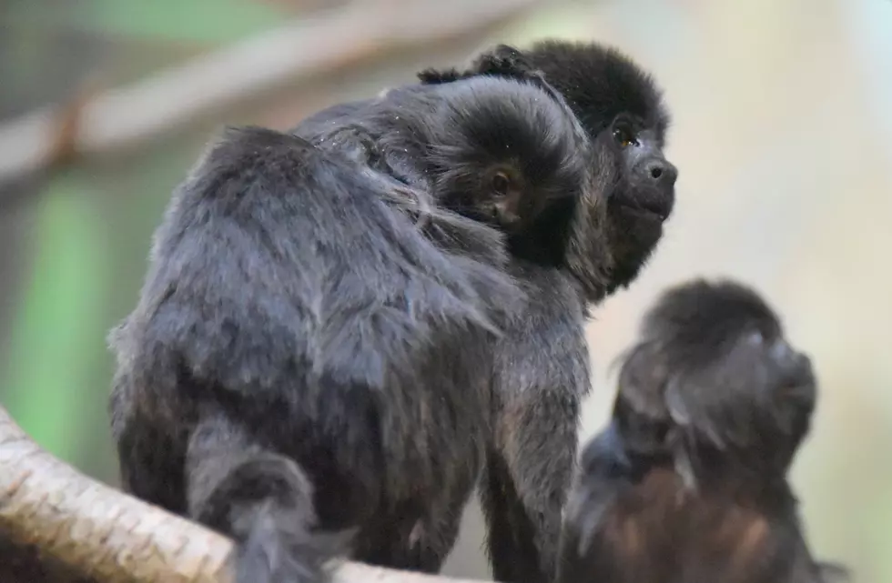 Baby Monkey Born at Buttonwood Park Zoo [VIDEO]