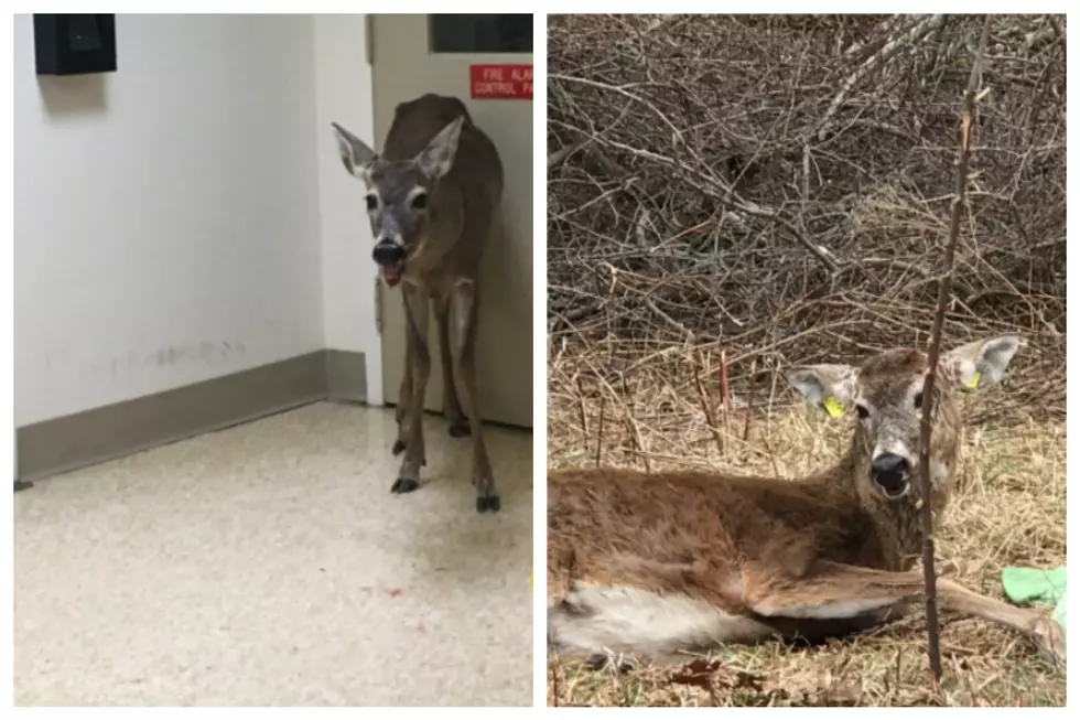 Oh Deer! Deer Returned to Wild After Jumping Into Brockton Window