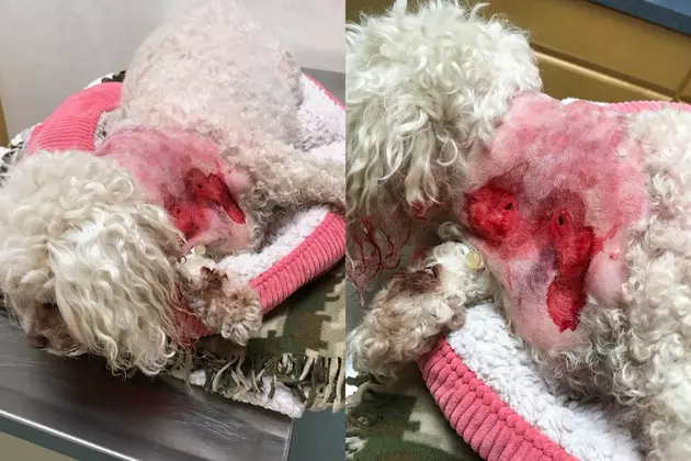 Could it have been a hawk? Dog injured in mysterious attack