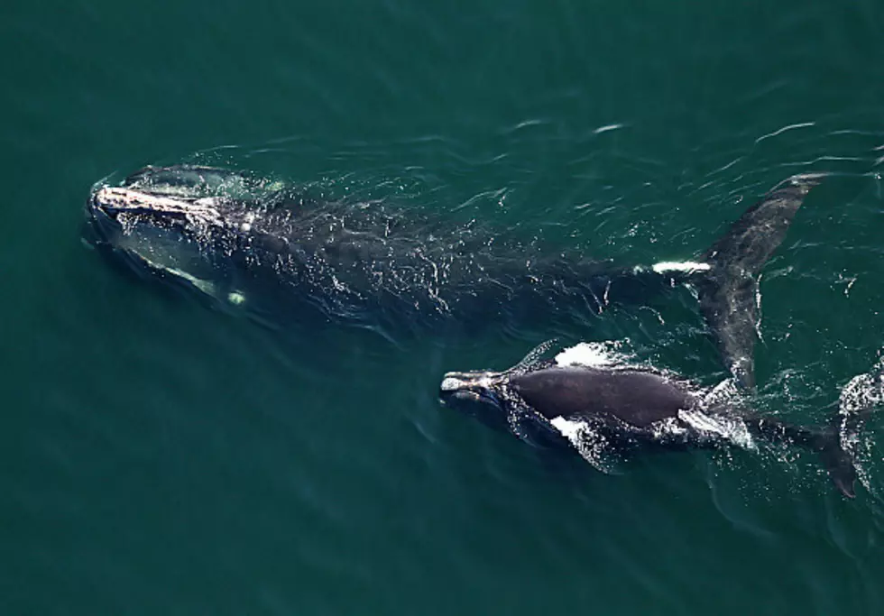 Right Whale Population Down 30 Percent Over Past Decade