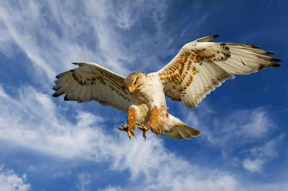 Fairhaven Cat Helpless Against Hungry Hawk