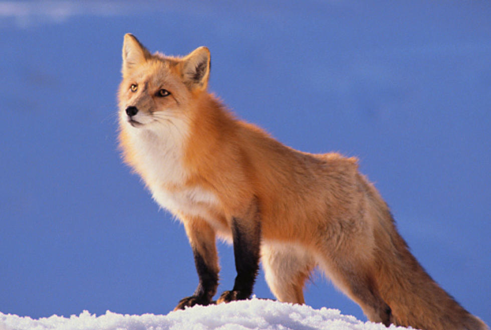 Fox Attacks Prompt Search