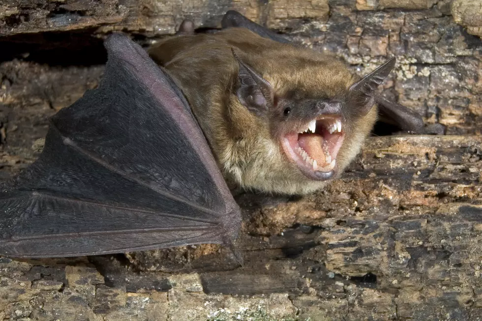 Rabid Bat Flies into Wareham Home