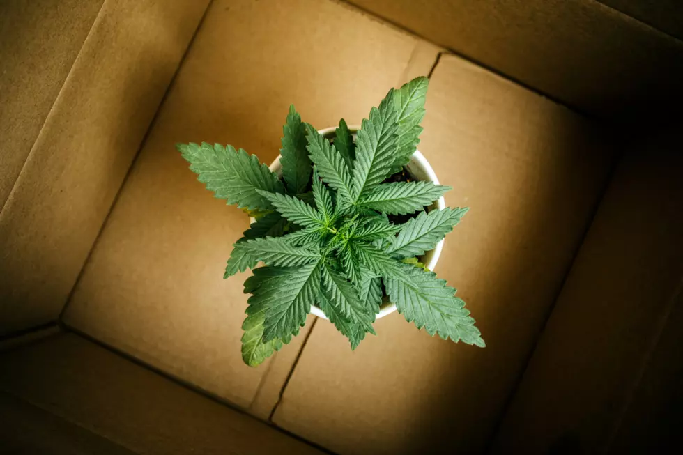 Home Delivery Necessary For Massachusetts Marijuana [OPINION]