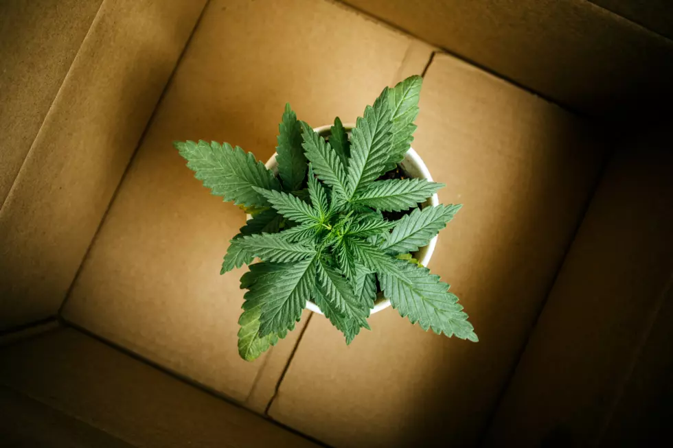 Home Delivery Necessary For Massachusetts Marijuana [OPINION] 